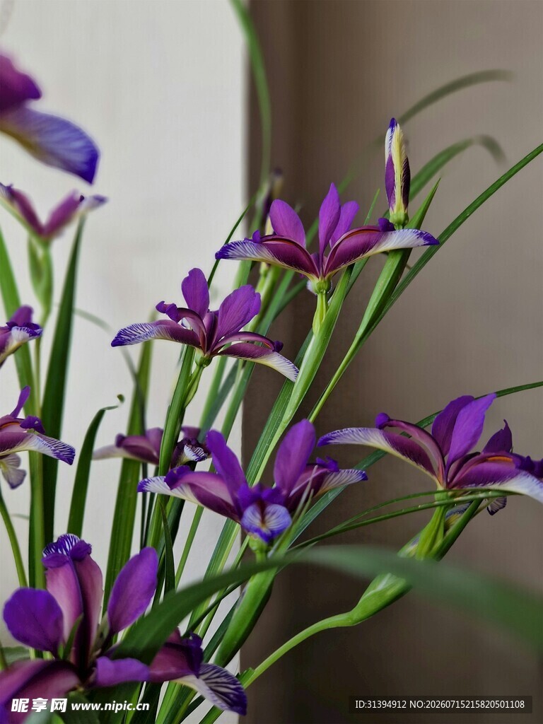 紫色清新花卉植物特写