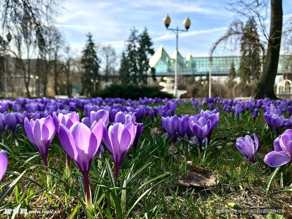 春日紫番红花盛放美景