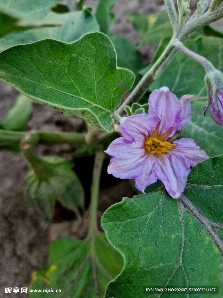 紫色茄花绽放绿叶间
