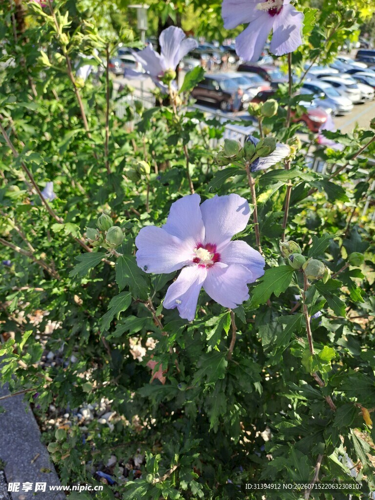 绽放的紫色木槿花