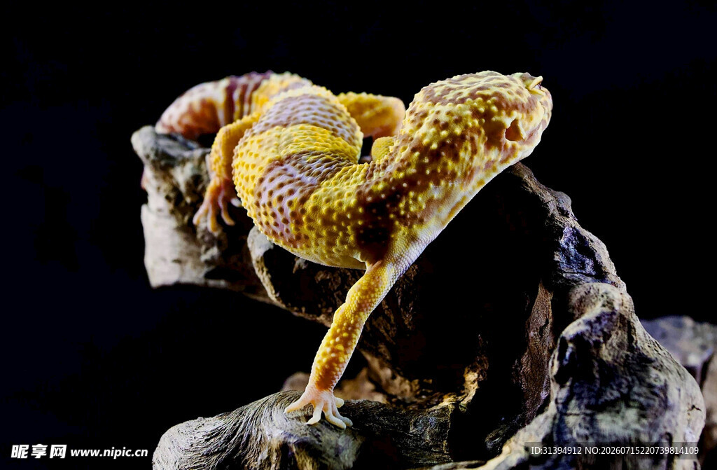 色彩斑斓的奇特蛙类