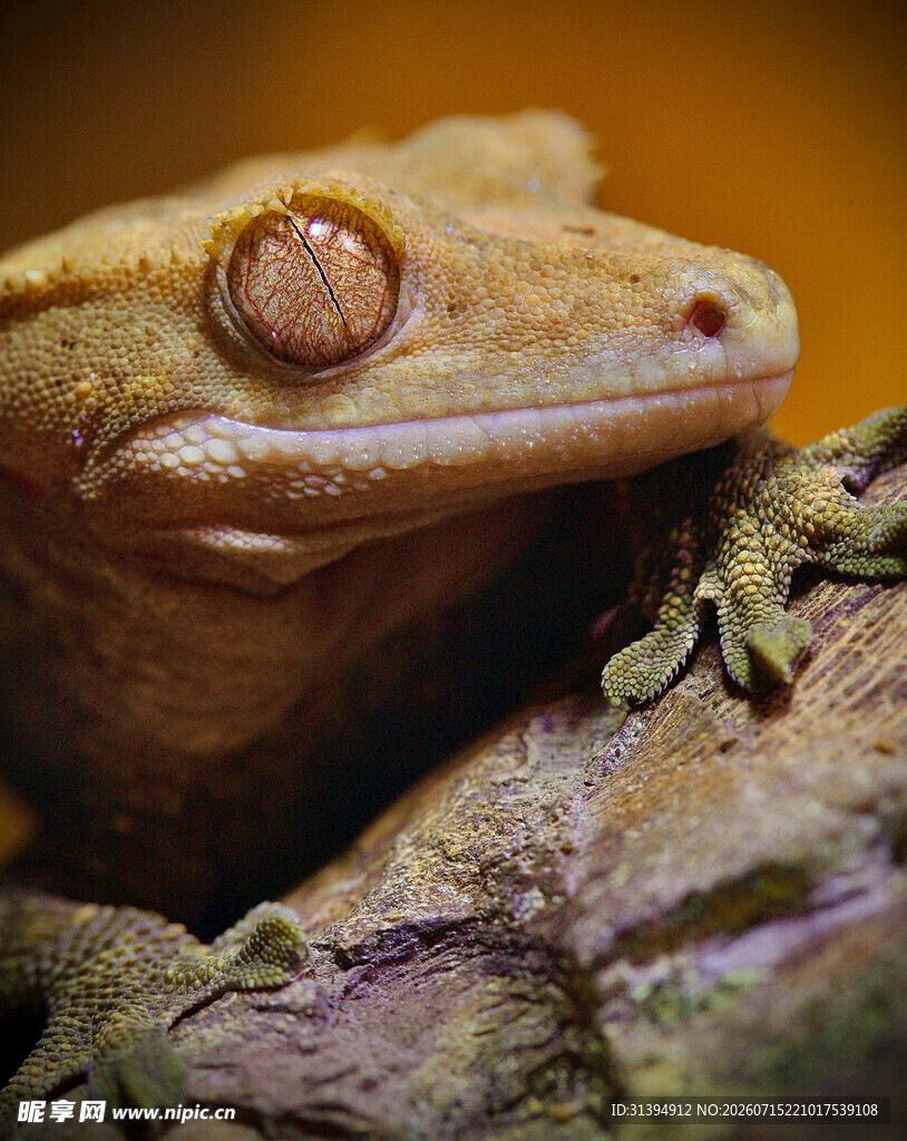 特写可爱的壁虎