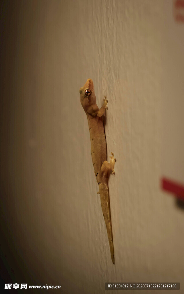 两根奇异造型的植物根茎