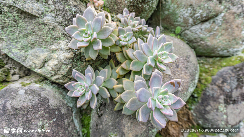 石缝中的多肉植物