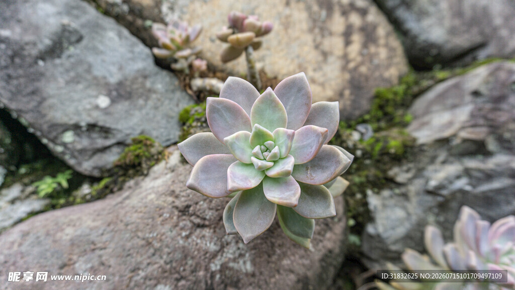 石缝中的粉嫩多肉植物