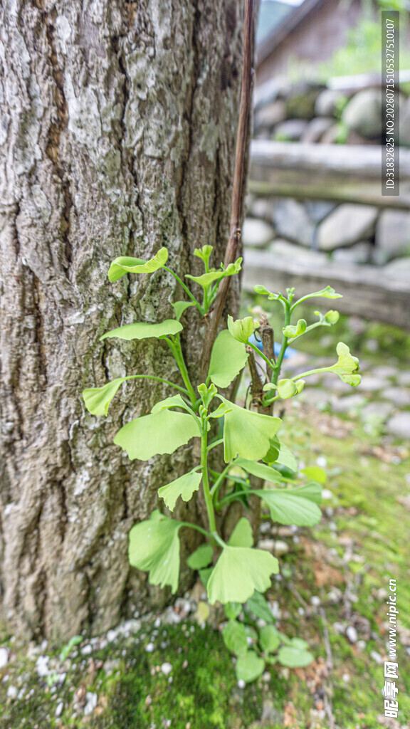 树干旁生长的嫩绿植物