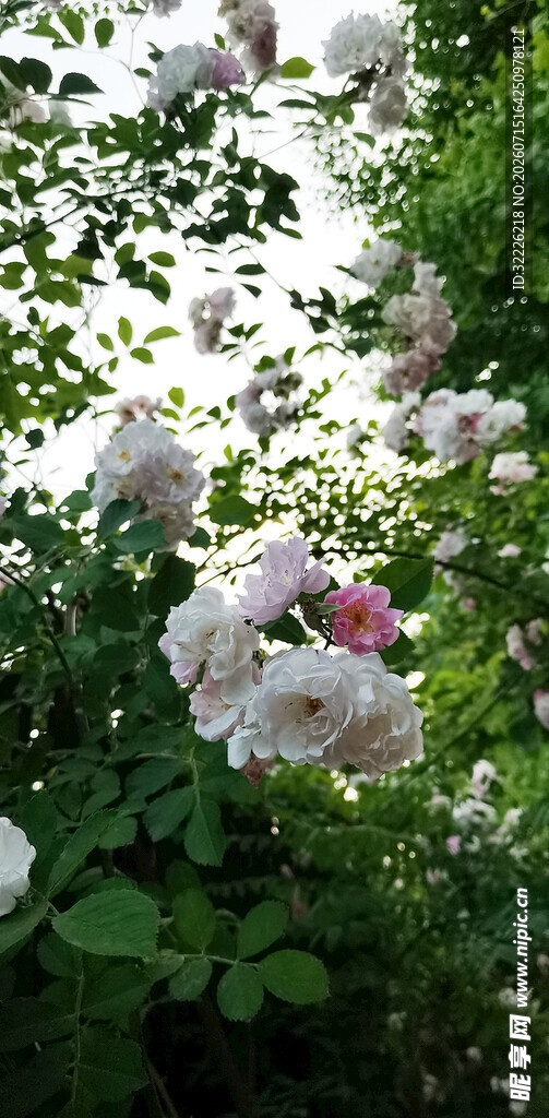 蔷薇花