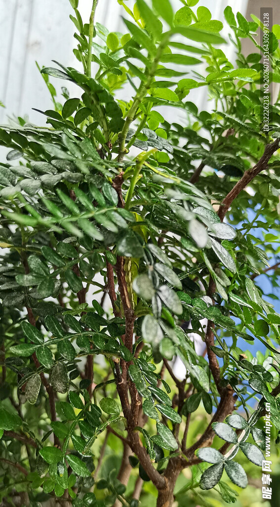 清香木