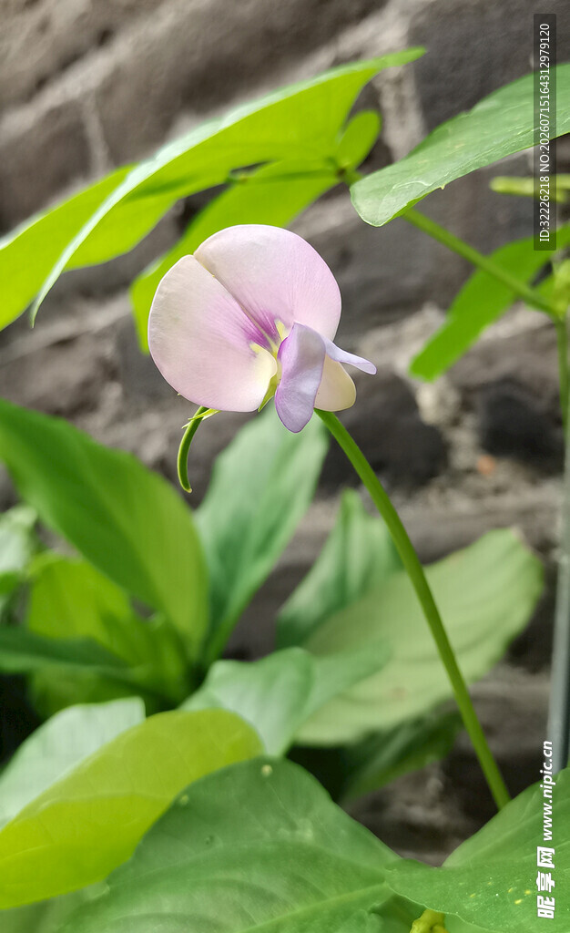 粉色小花绽放绿叶间