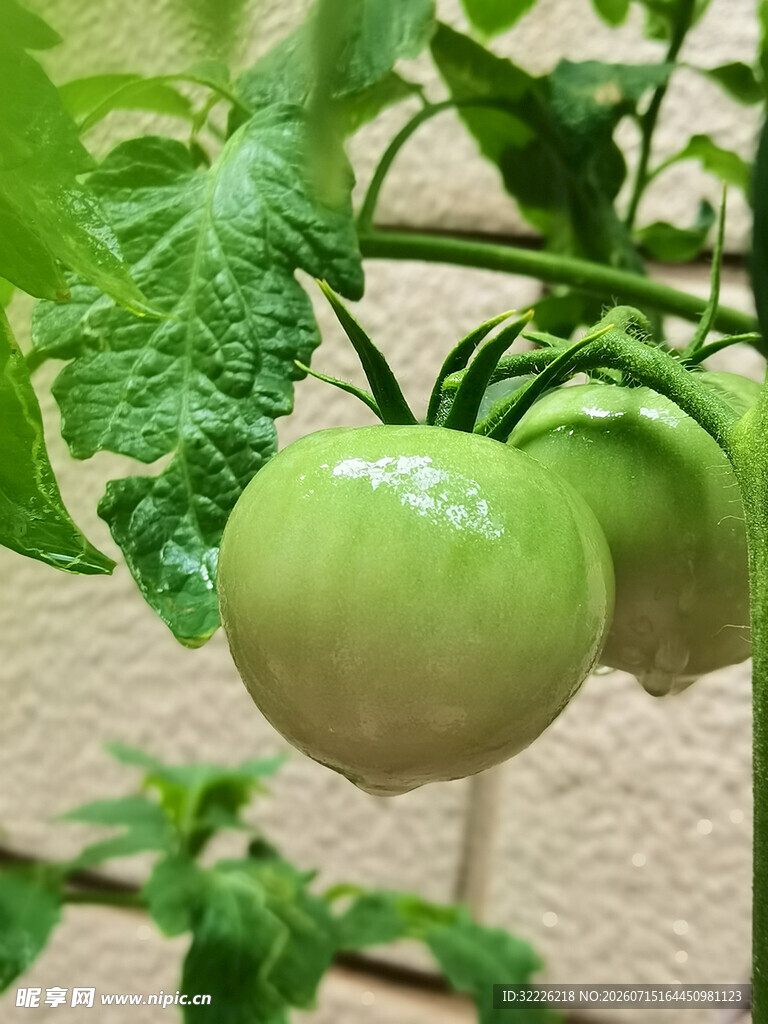 青嫩番茄挂于枝头