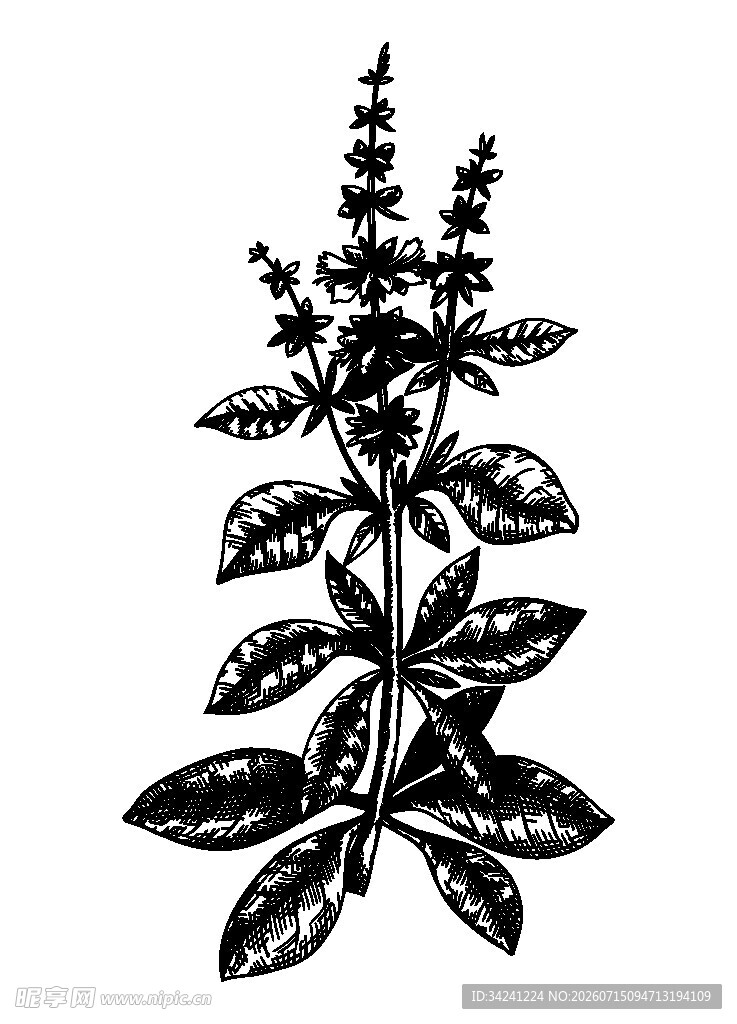 手绘罗勒植物图