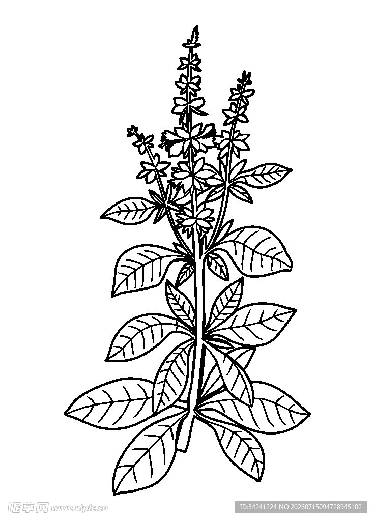 手绘罗勒植物图