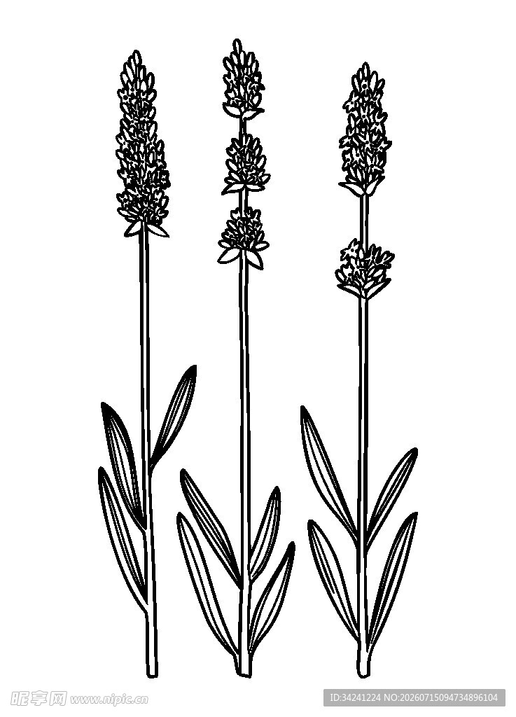 手绘薰衣草植物插画