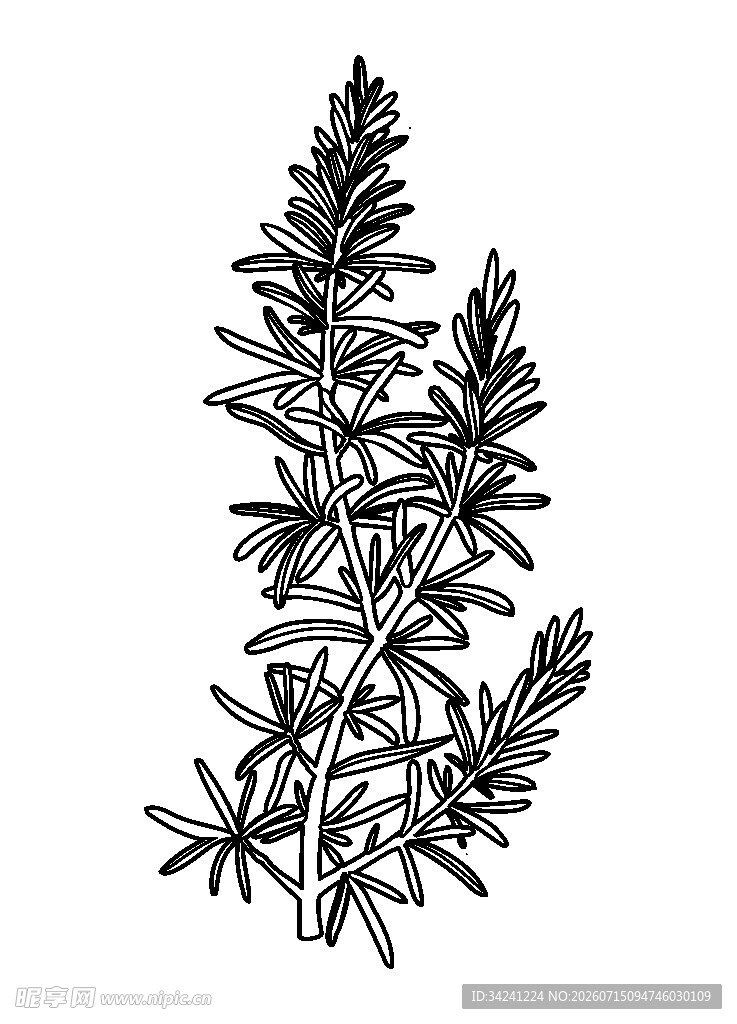 手绘迷迭香植物图案