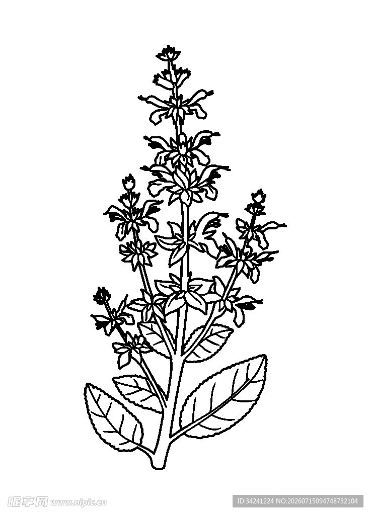 手绘薄荷植株图