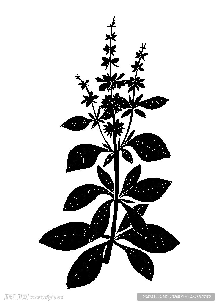 罗勒植物剪影