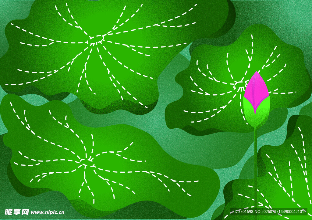 荷花