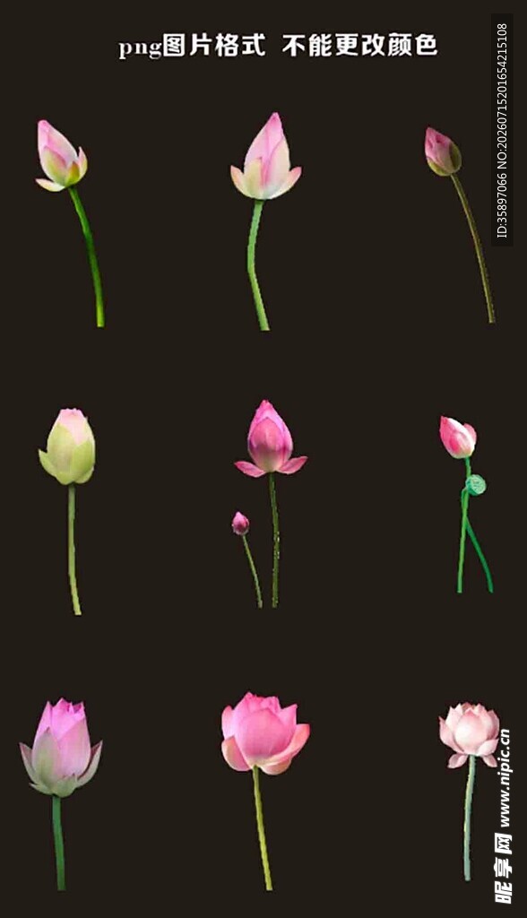 荷花花苞