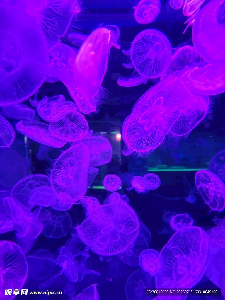 水母