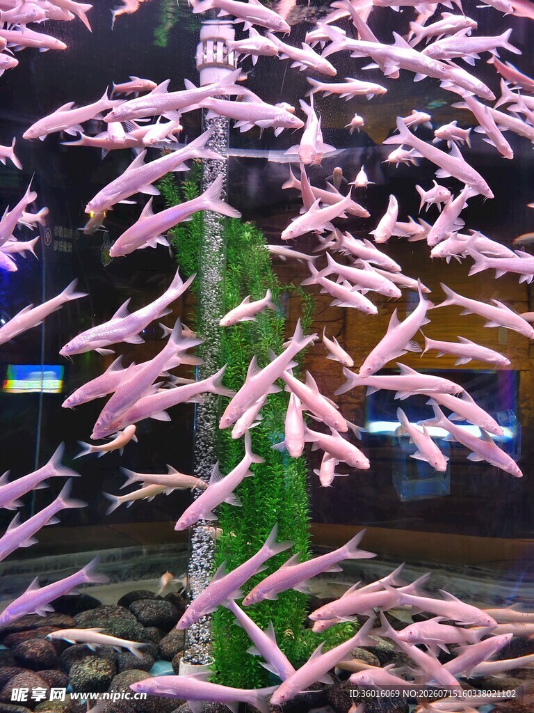 粉红小鱼