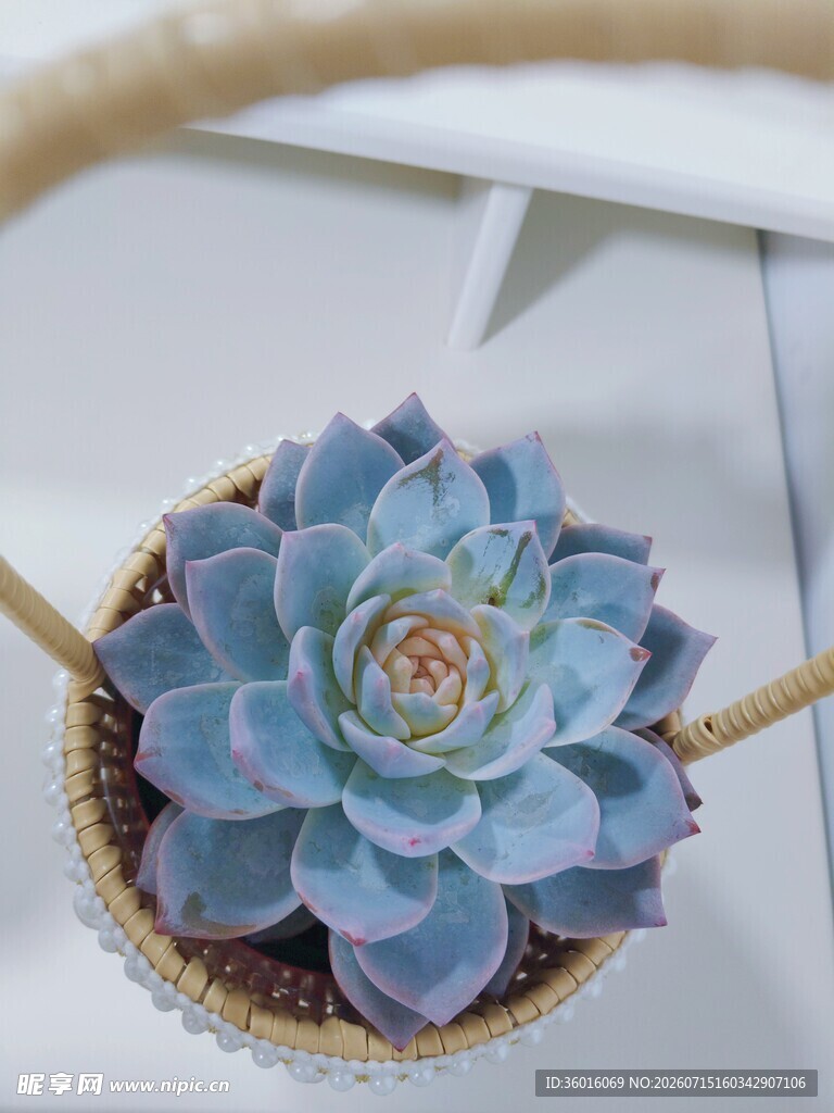 多肉
