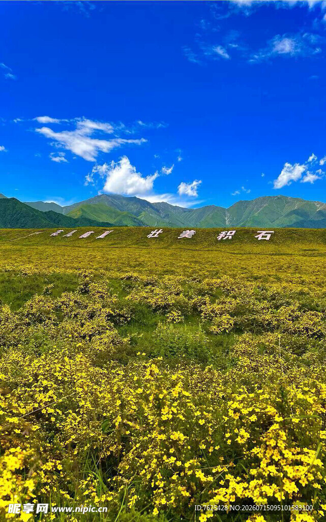 草原黄花蓝天美景如画