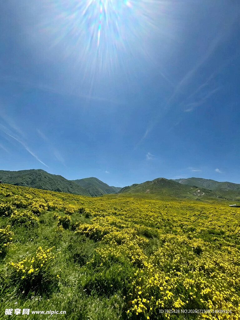 阳光照耀下的金黄花海