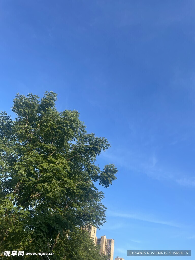 蓝天绿树风景
