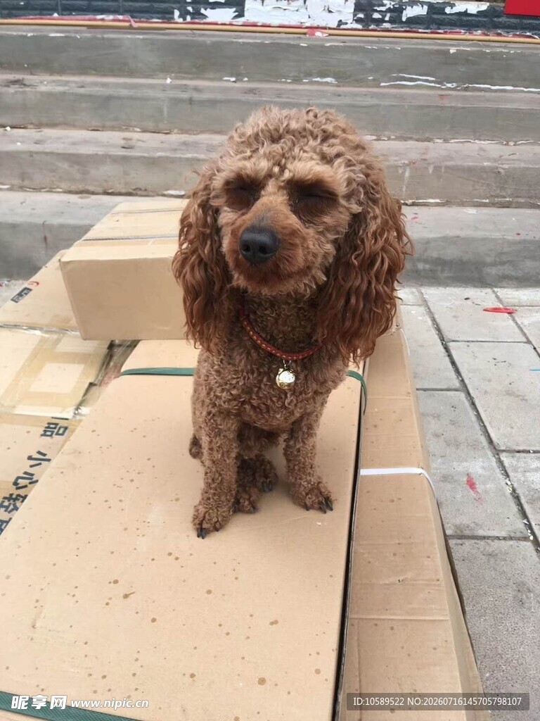 小狗