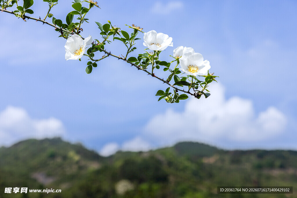 枝头白花