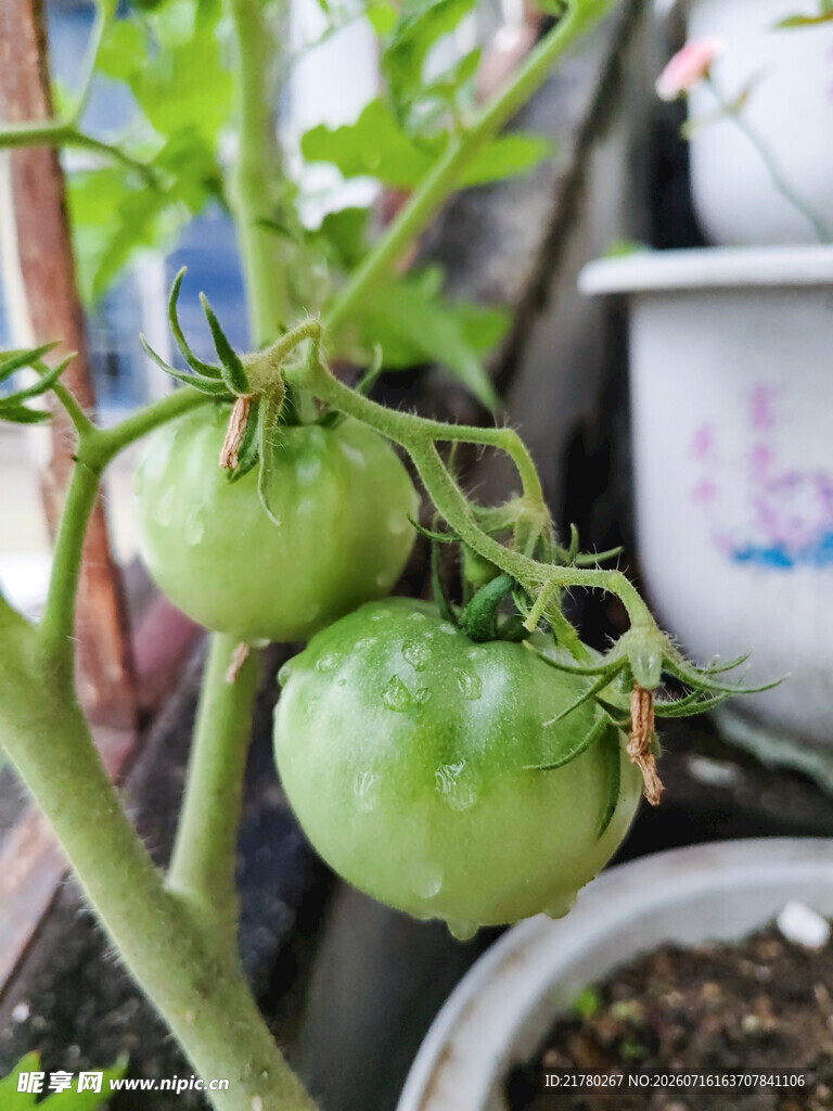 西红杮