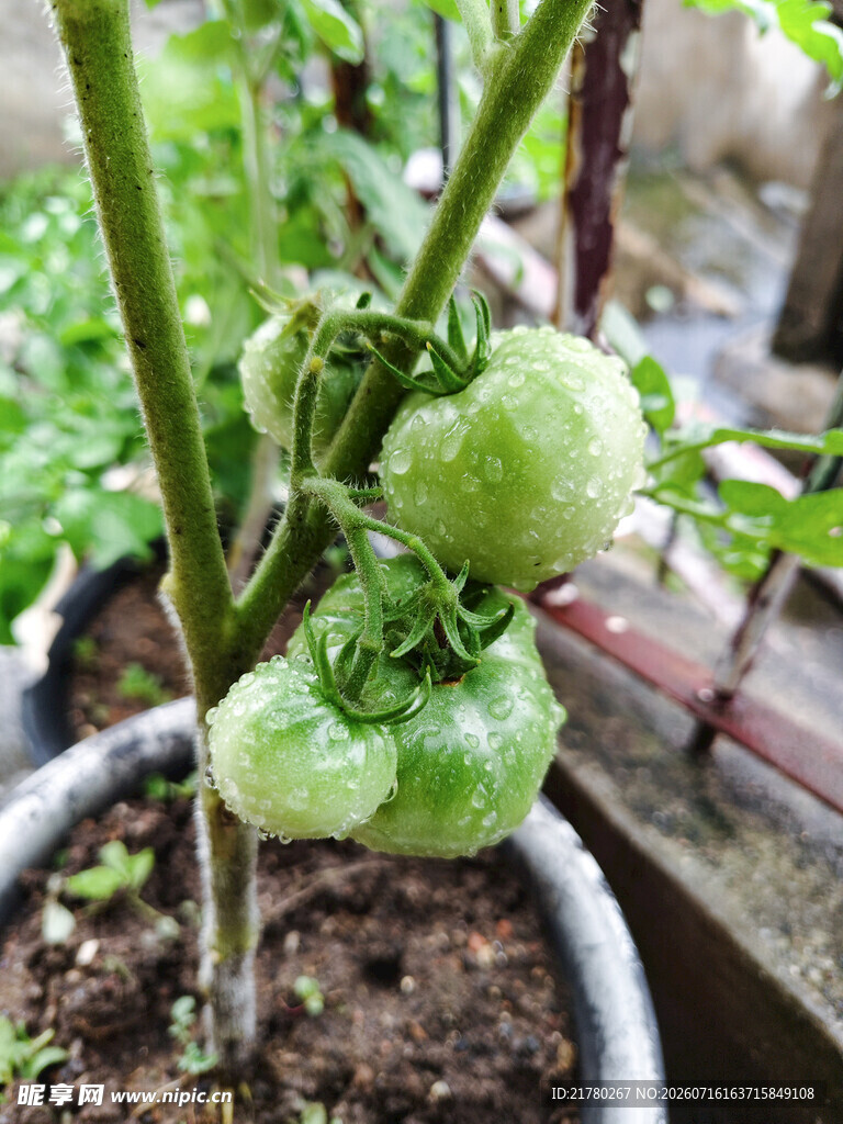 西红杮 番茄