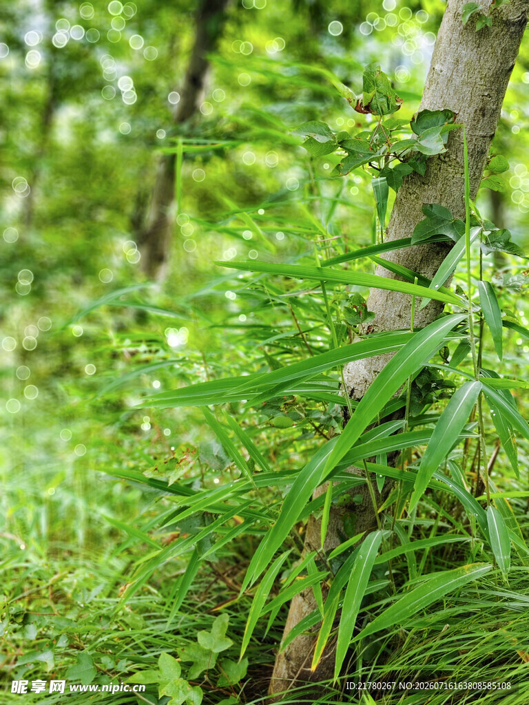 山间绿植