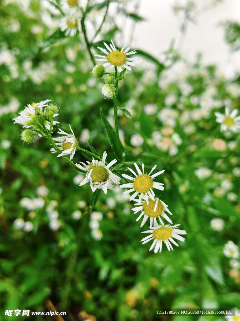 一年蓬 菊科