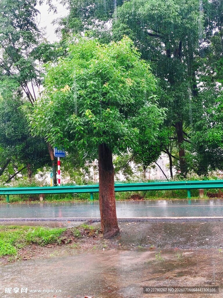 雨中的树