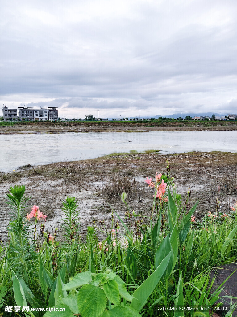 河畔花草与远处建筑景观
