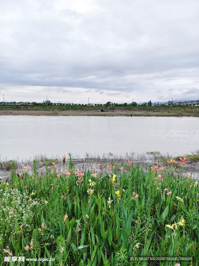 湖畔花草