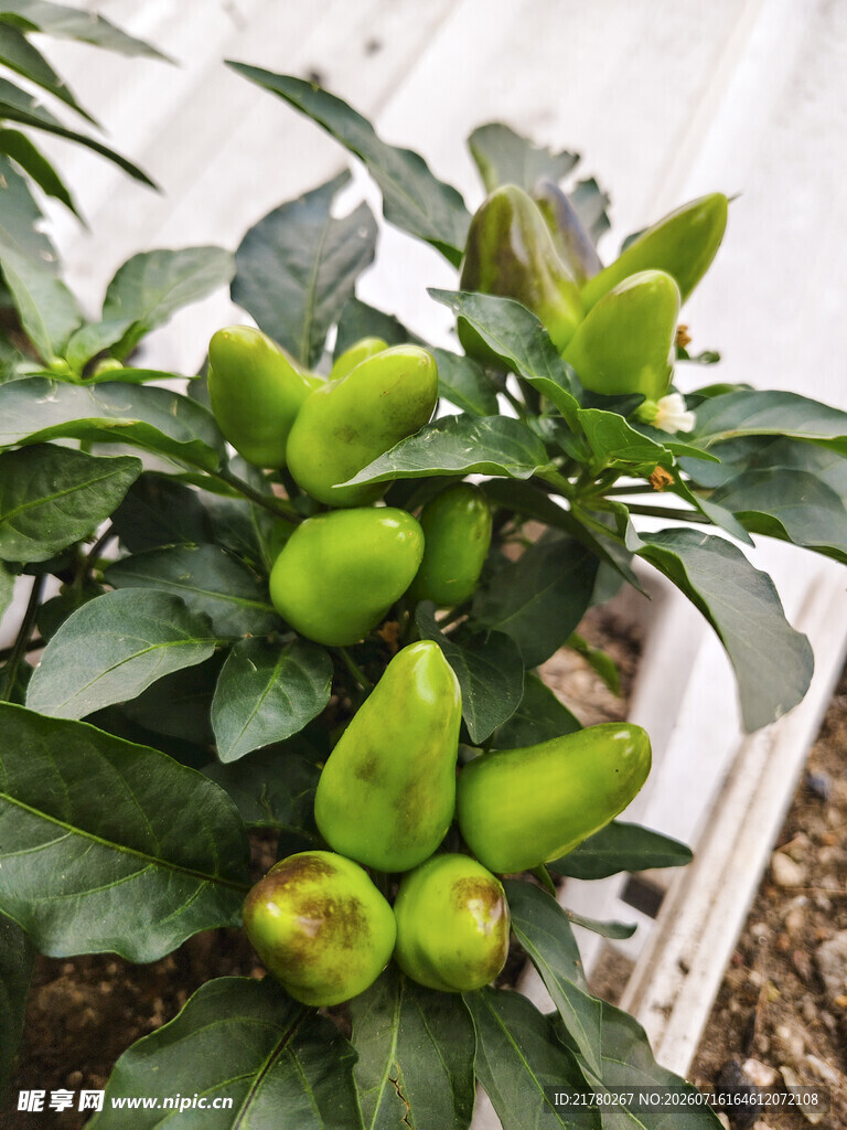七菜椒 