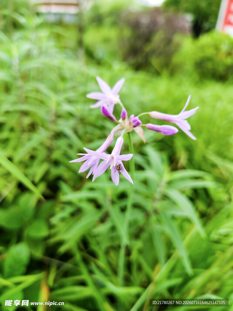 紫色小花绽放于绿草间