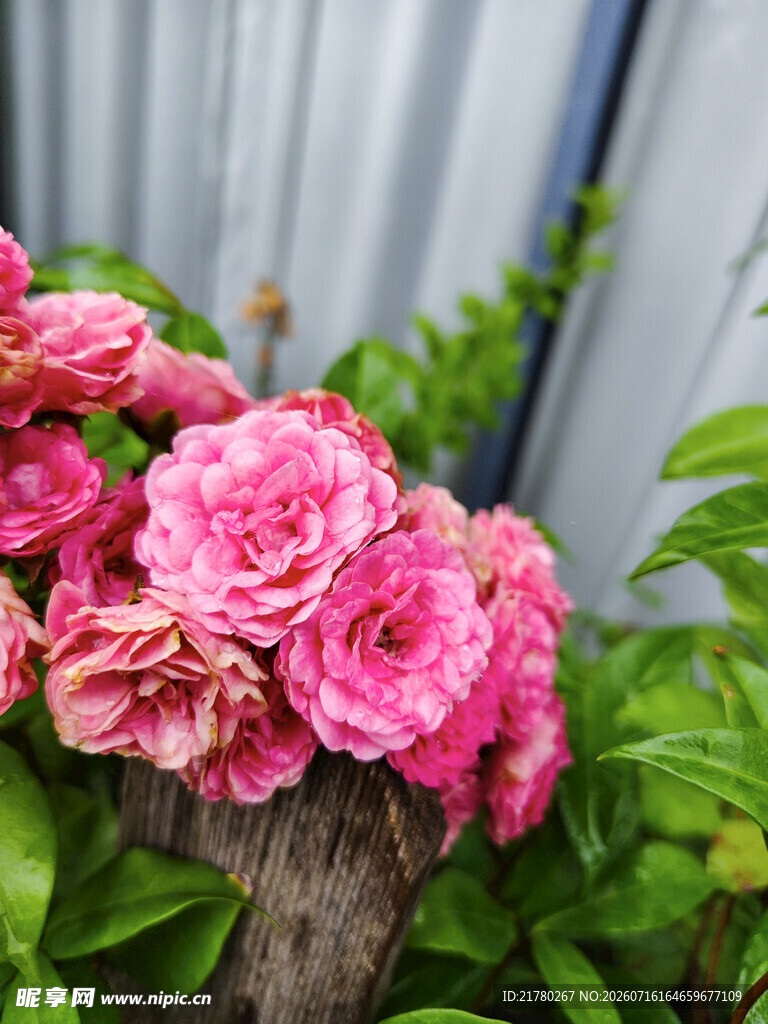 娇艳粉色月季花