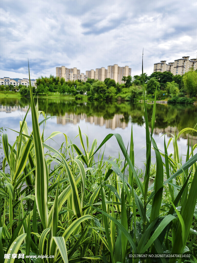 湖畔绿植与远处建筑景观