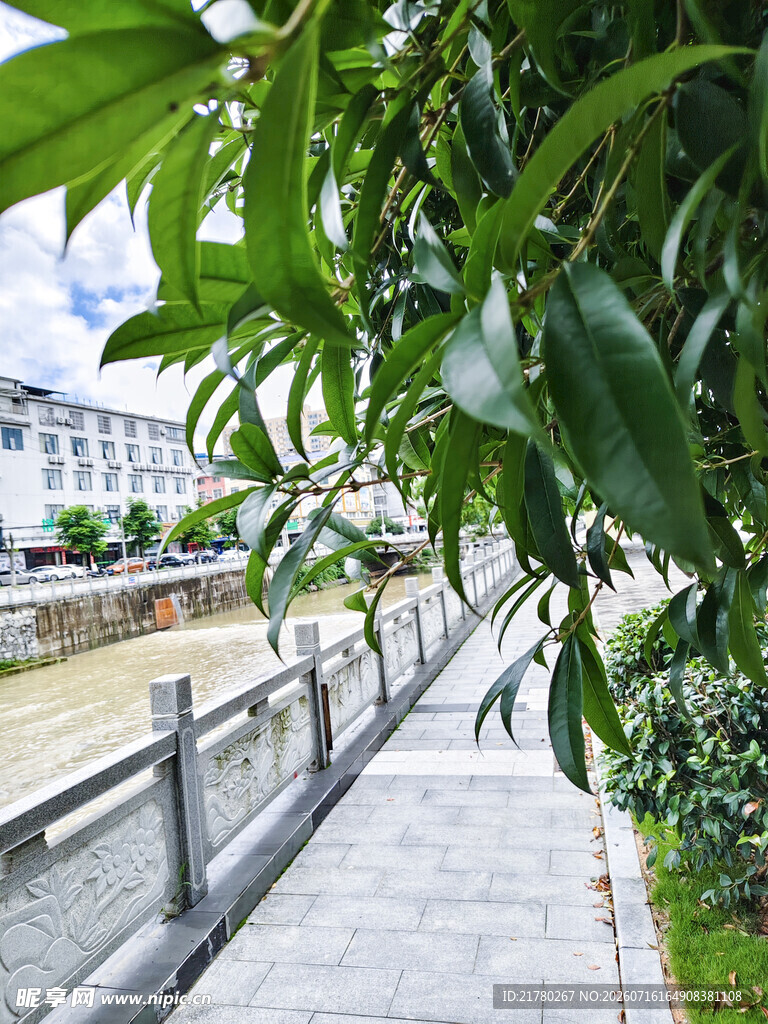 桂花树