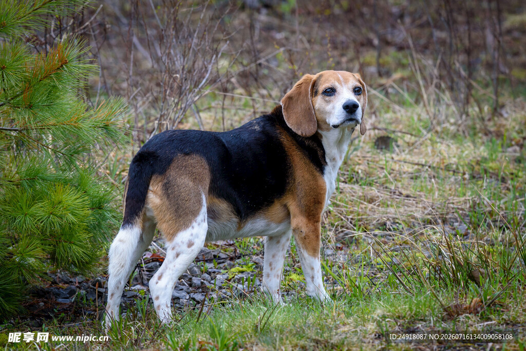 林间小猎犬 野生动物图片