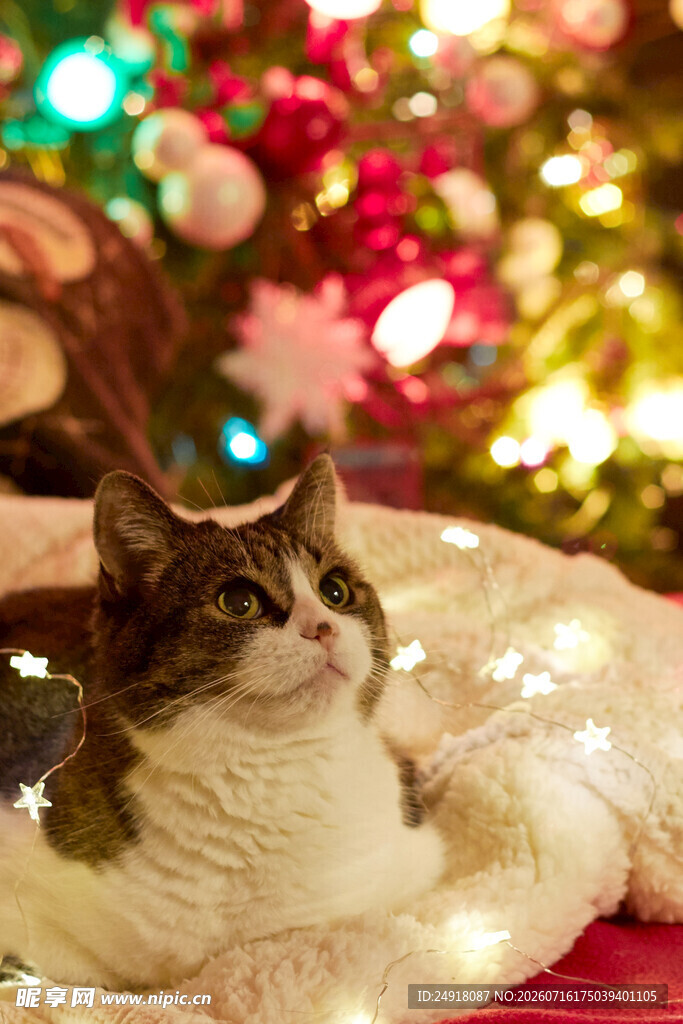 圣诞灯下惬意猫咪