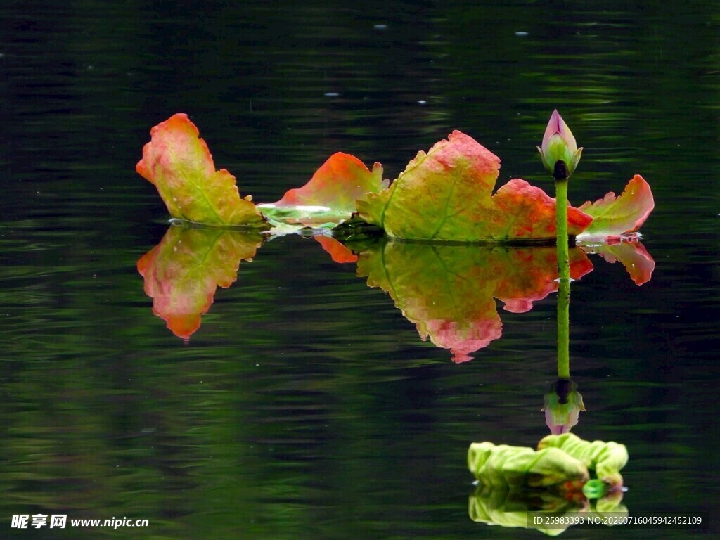 荷花