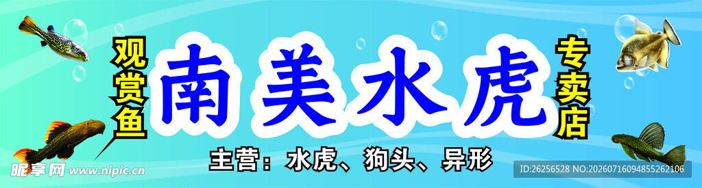 南美水虎鱼展示