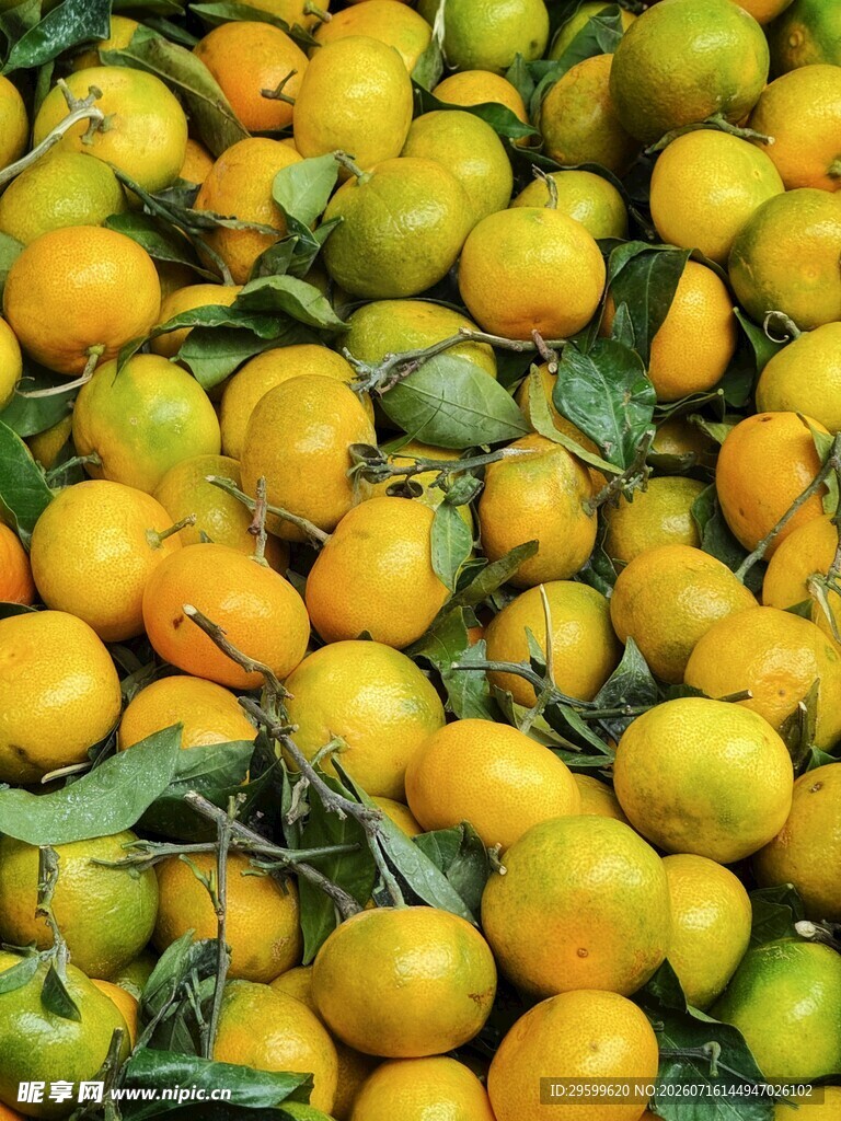 饱满柑橘 