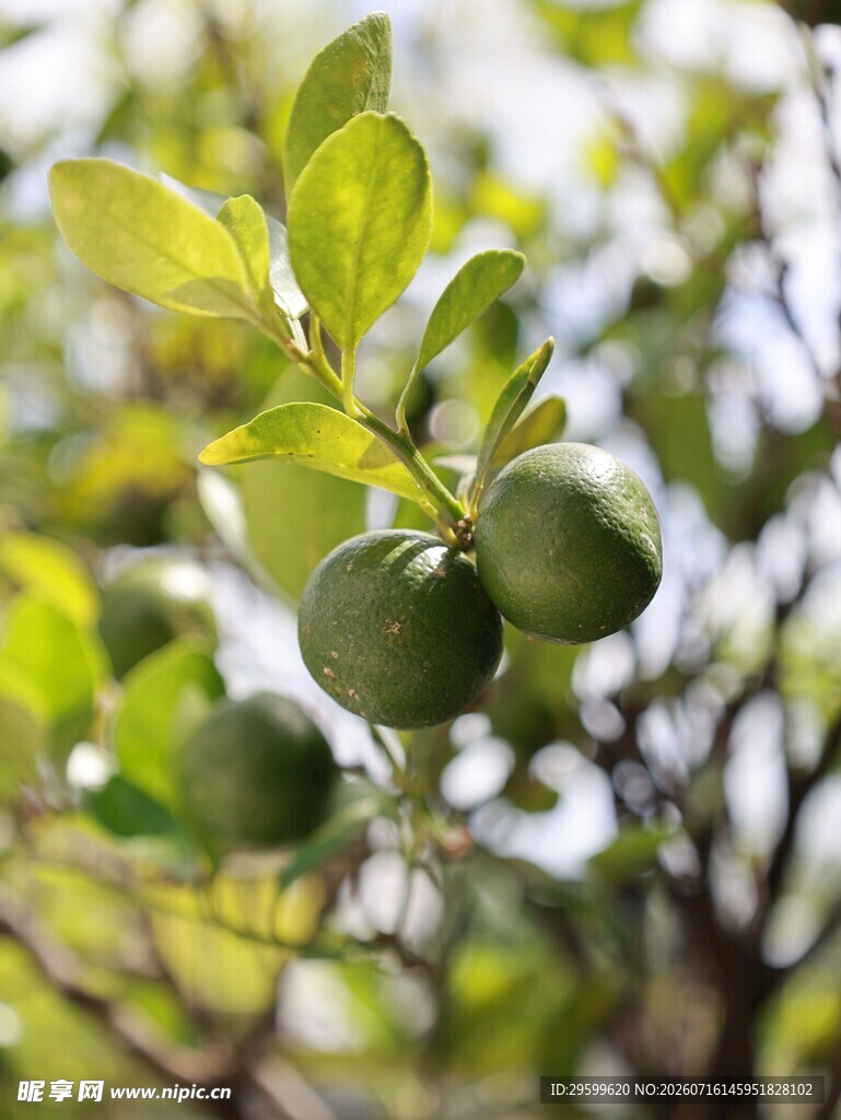 枝头青果 