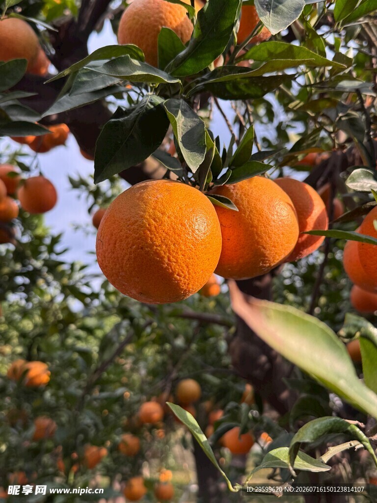 枝头饱满的成熟橘子