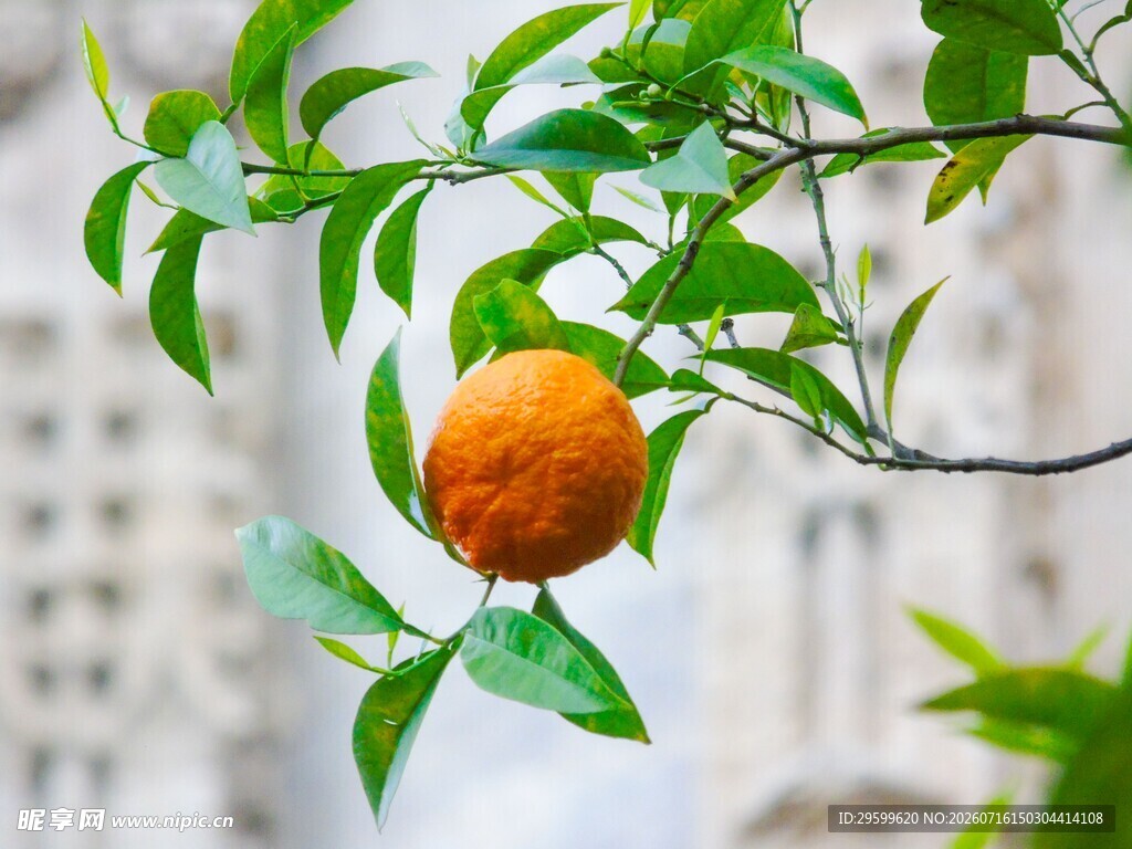 枝头橙果 